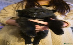 Pomeranian dogs for sale: Pomeranian pups  - Advert 5