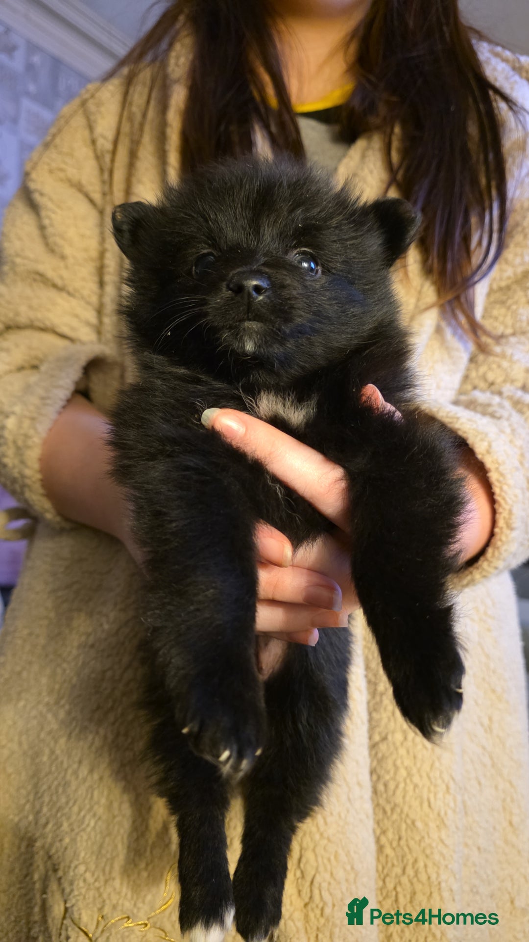 Pomeranian dogs for sale: Pomeranian pups  - Advert 5