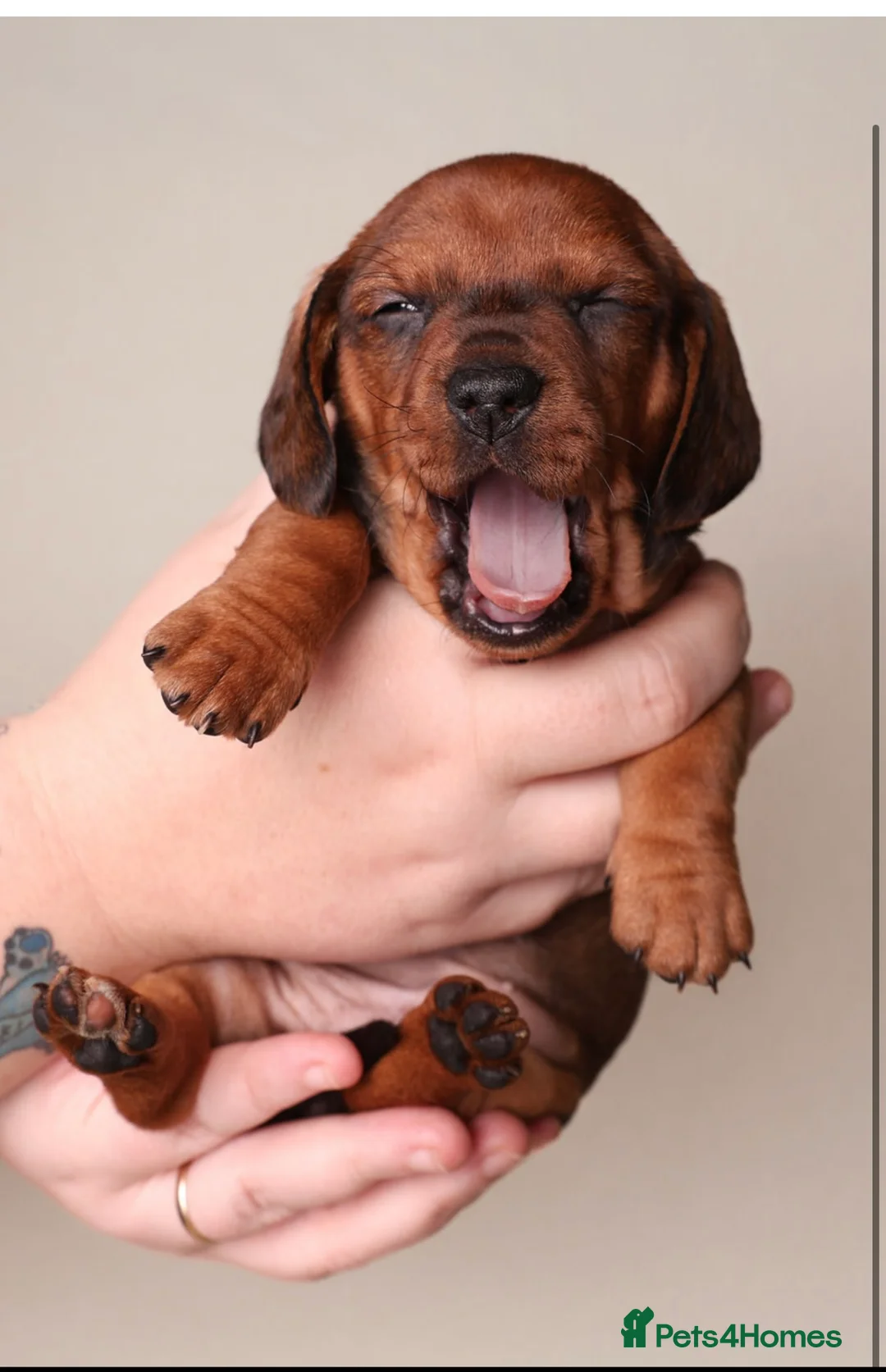 Dachshund dogs for sale: Dachshund choc-based-red puppies available now!! - Advert 29