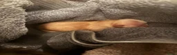Mixed Breed dogs for sale: 3 beautiful Chorkies for sale  in Sheffield - Advert 4
