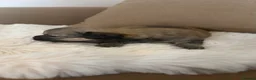 Chihuahua dogs for sale: 🐾 Adorable Chihuahua Puppies for Sale 🐾 - Advert 9