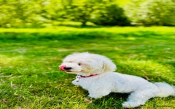 Maltese dogs for sale: Gorgeous Maletese needs rehoming.  - Image 3