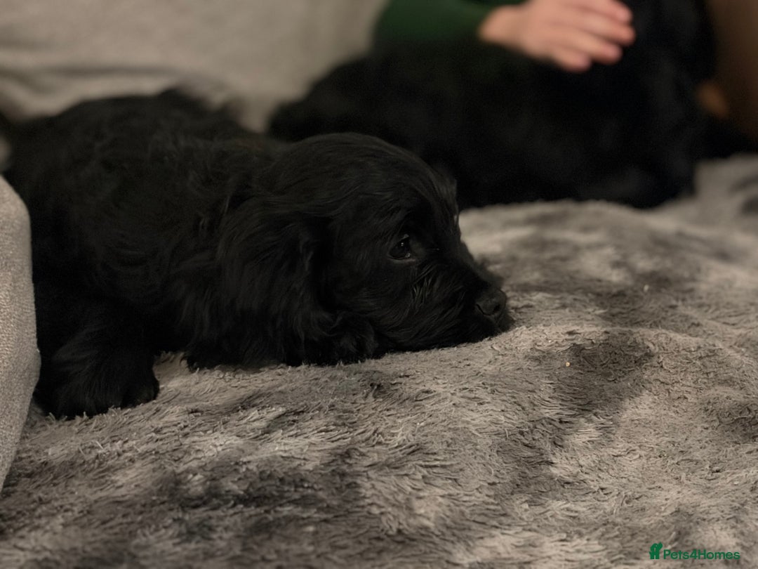 Cockapoo dogs for sale: Cockapoo X Coker spaniel  - Advert 12