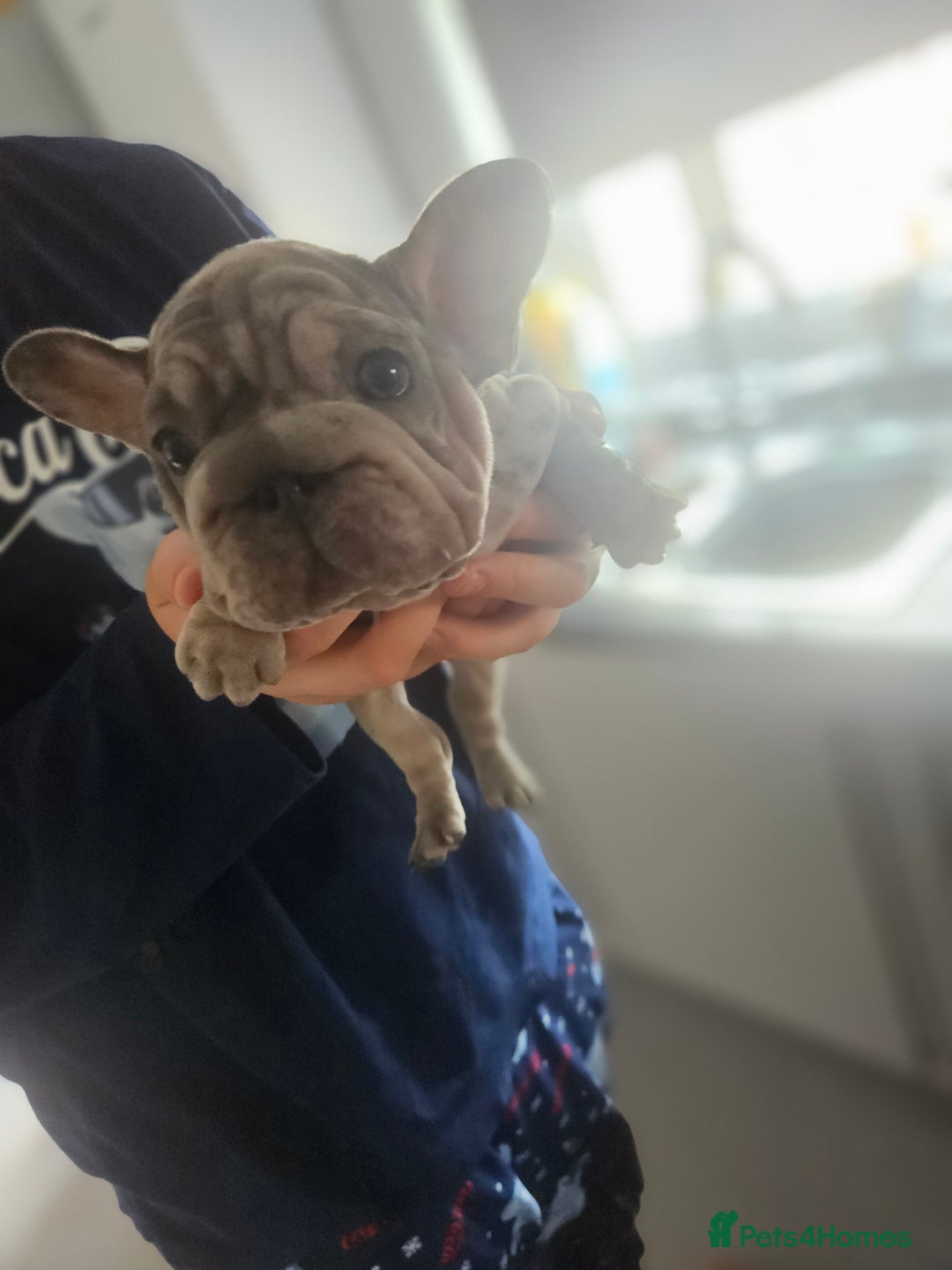 French Bulldog dogs for sale:  Beautiful french bulldog puppies for sale - Image 10