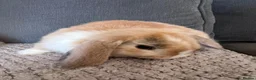 Mini Lop rabbits for sale: Mini Lop Rabbits for sale  - Advert 5