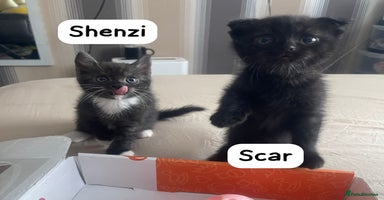 Mixed Breed cats - Advert 7