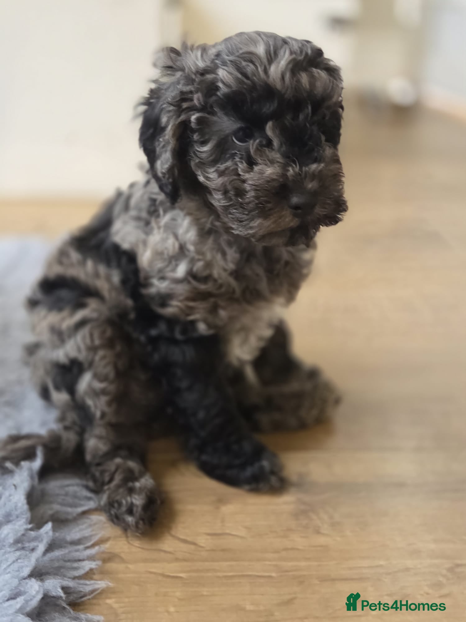 Cockapoo dogs Ready Now! Merle male F1b Cockapoo. Vet checked - Advert 2