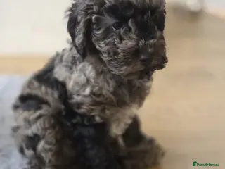 Cockapoo dogs Ready Now! Merle male F1b Cockapoo. Vet checked - Advert 2