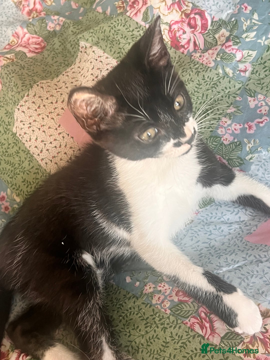 British Shorthair cats for sale: Adorable Male Black and White Kitten - Image 6