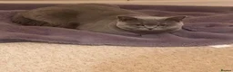 British Shorthair cats for sale: Beautiful British Champion Shorthair Kittens - Advert 5