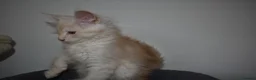 Maine Coon cats for sale:  RARELY LION KING - Advert 3