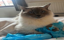 Ragdoll cats for sale: 5 year old Ragdoll cat - Image 6