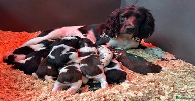 English Springer Spaniel dogs - Advert 1
