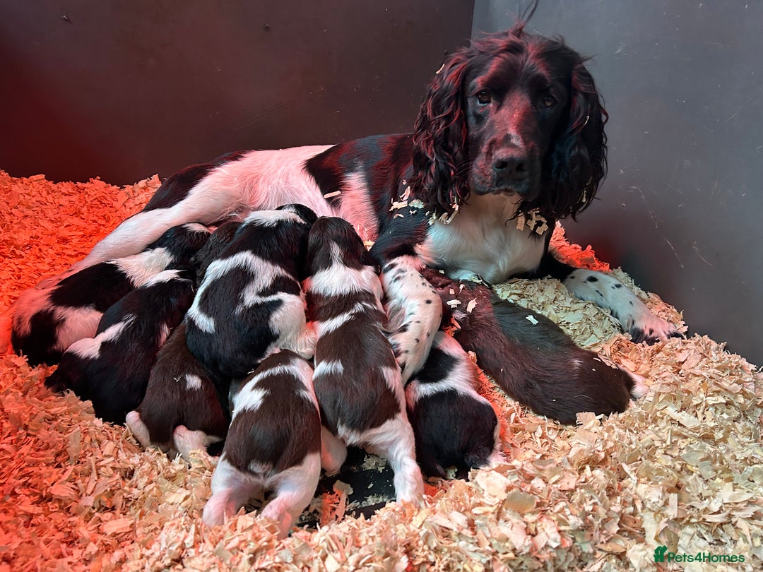 Cuddles North West Springer Rescue English Springer Spaniel