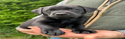 Labrador Retriever dogs for sale: KC Black Labrador puppy's  - Advert 7