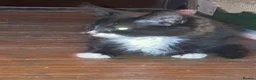 Mixed Breed cats for sale: 10 Loving and Playful Kittens  - Advert 12