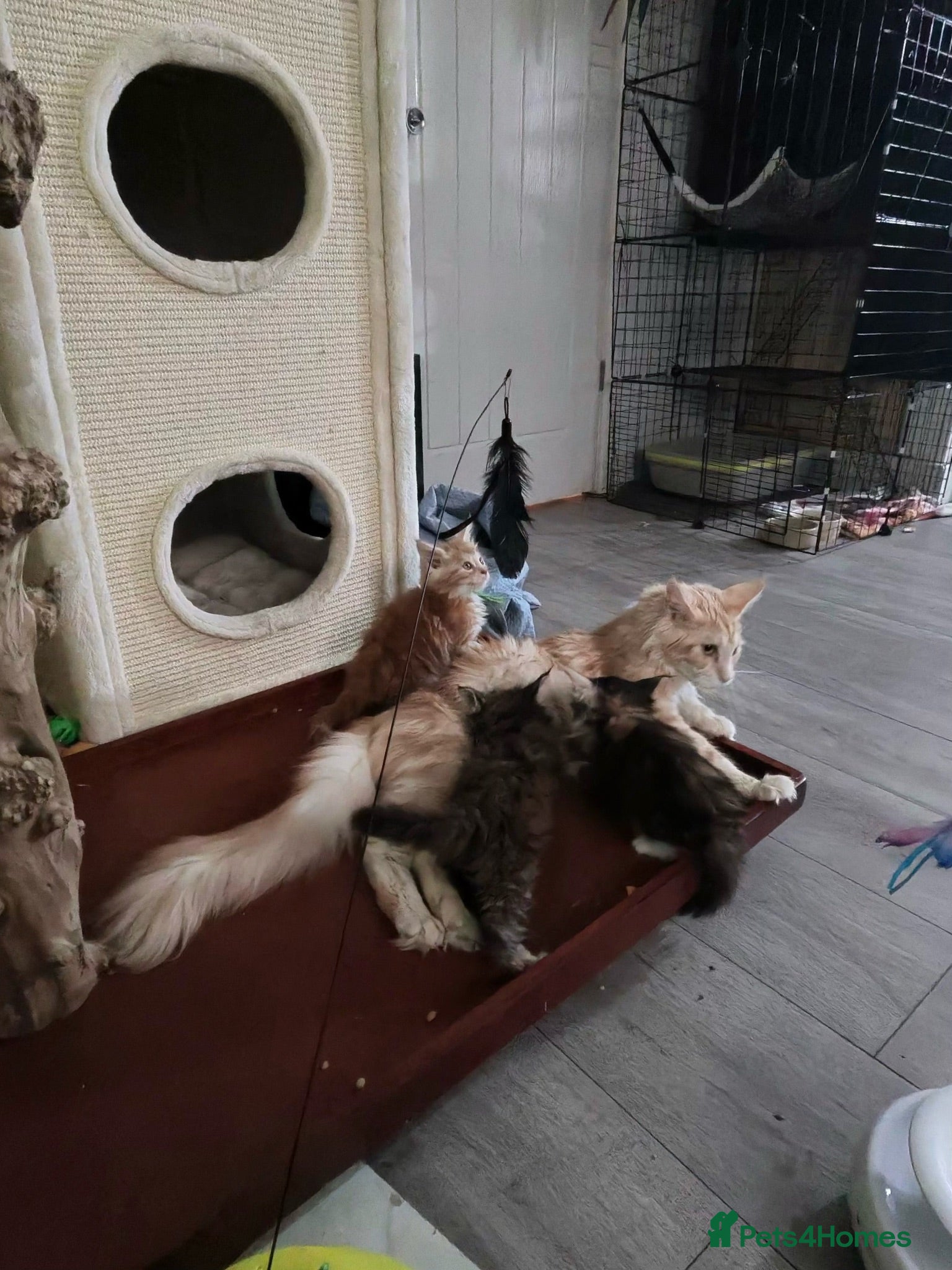 Maine Coon cats XL Maincoon kittens  - Advert 2