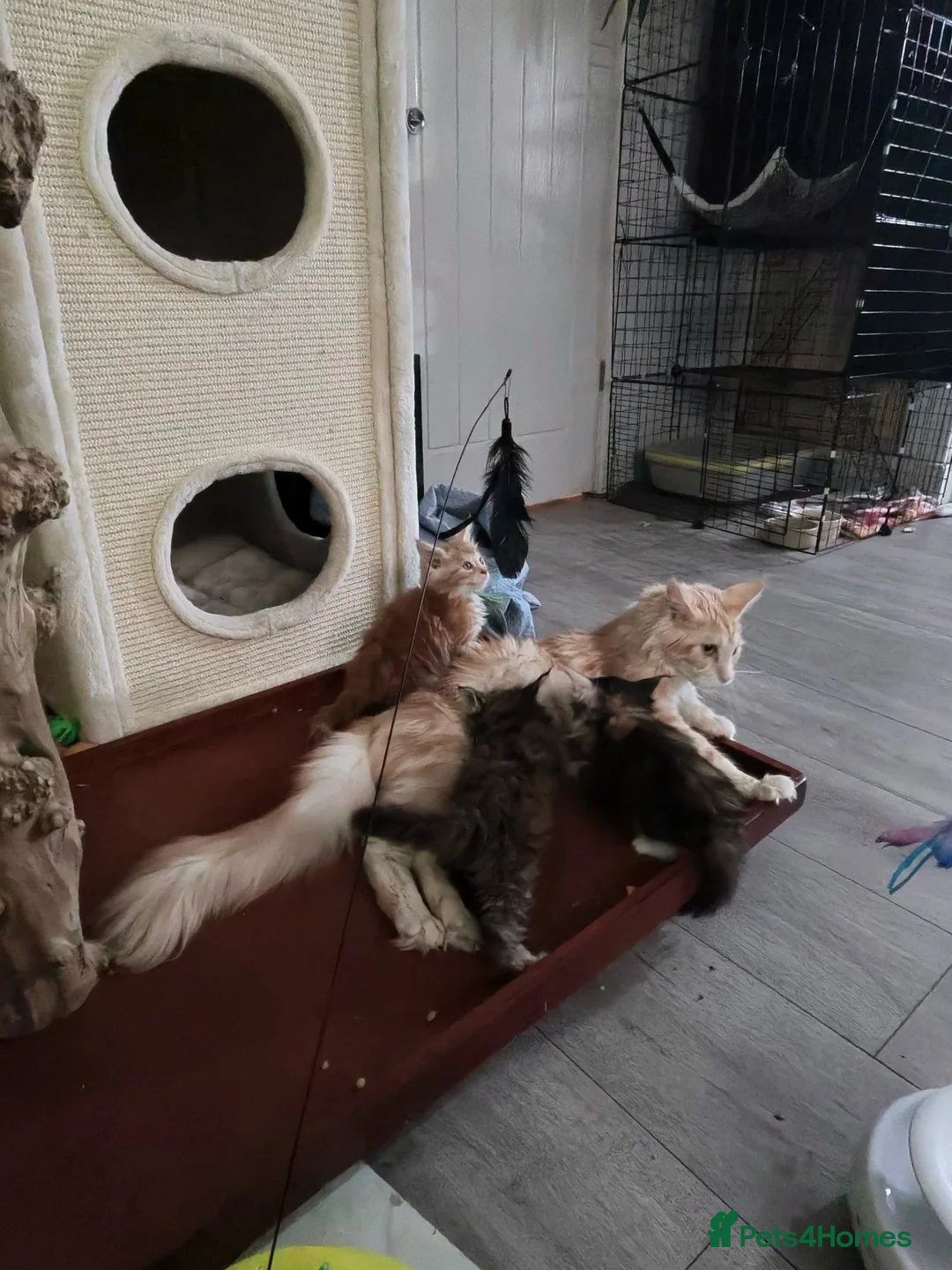 Maine Coon cats for sale: XL Maincoon kittens  - Advert 2