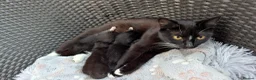 British Shorthair cats for sale: Three adorable kittens - Advert 3