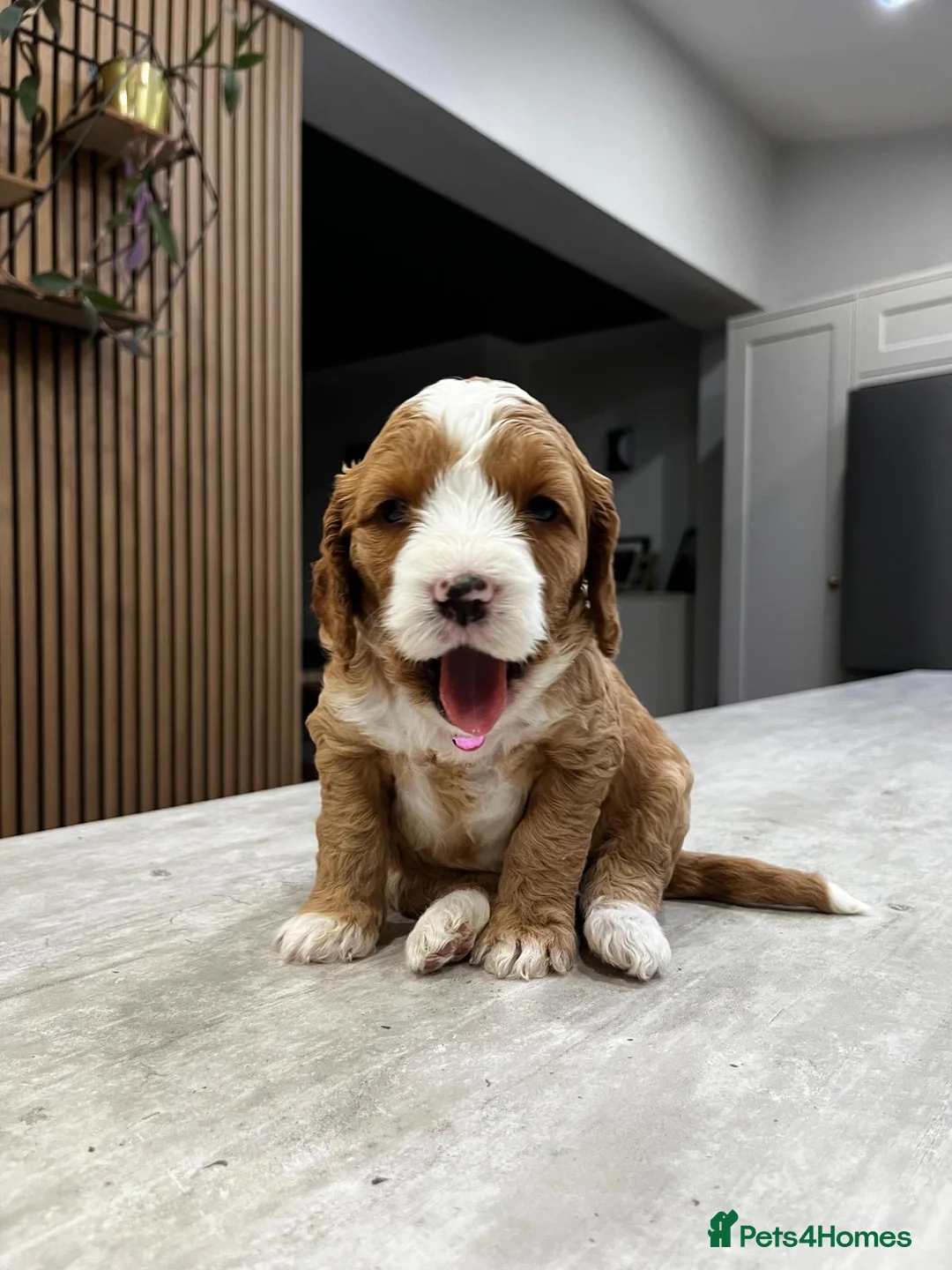 Cockapoo dogs for sale: Cockapoo puppies - Advert 12