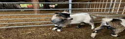Goats livestock for sale: Pygmy Billy kids for sale - Advert 3