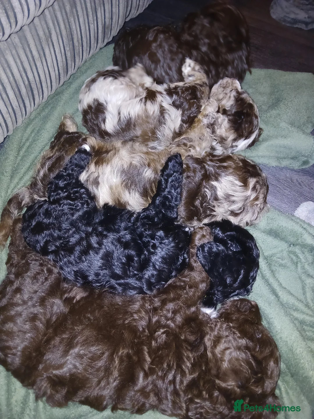 Cockapoo dogs for sale: F1 miniature cockapoo male - Advert 6