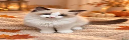 Ragdoll cats for sale: 💙 Beautiful Ragdoll boy looking for the family 💙 - Advert 3