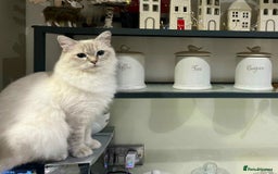 Ragdoll cats for sale: Beautiful Ragdoll kitten looking for loving home  - Image 6