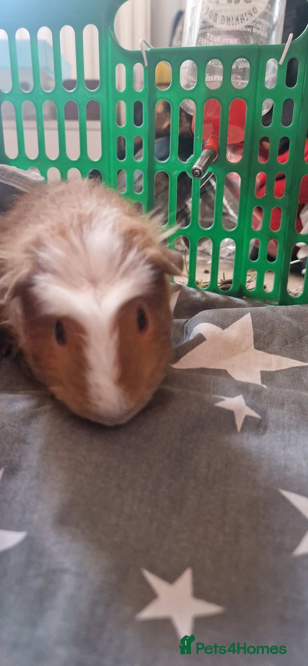 Guinea Pig rodents for sale: 2 x male Guinea Pigs  - Advert 7