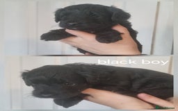 Cockapoo dogs for sale: READY NOWToy f1b cockapoo  - Image 2