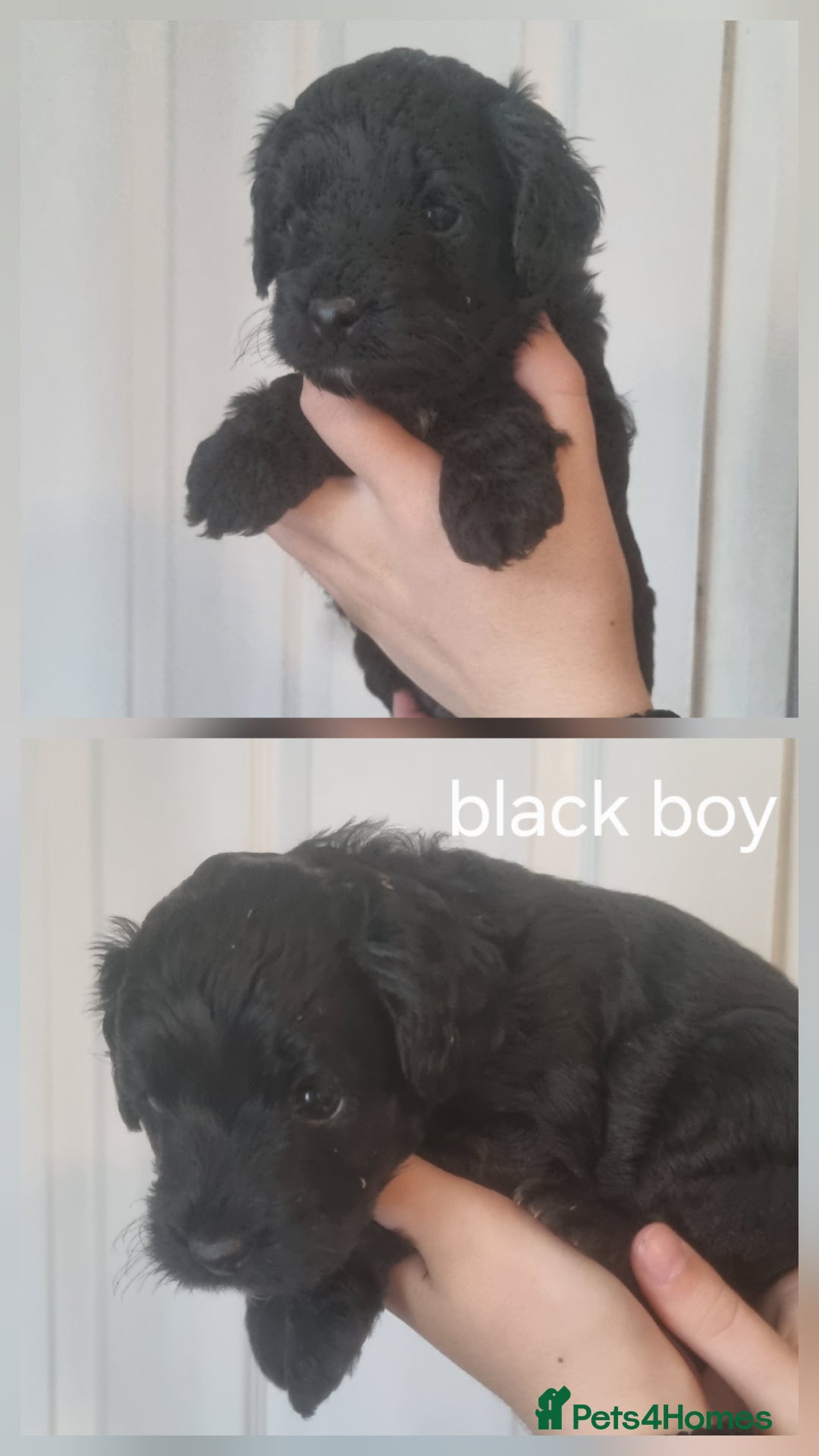 Cockapoo dogs for sale: READY NOWToy f1b cockapoo  - Image 2