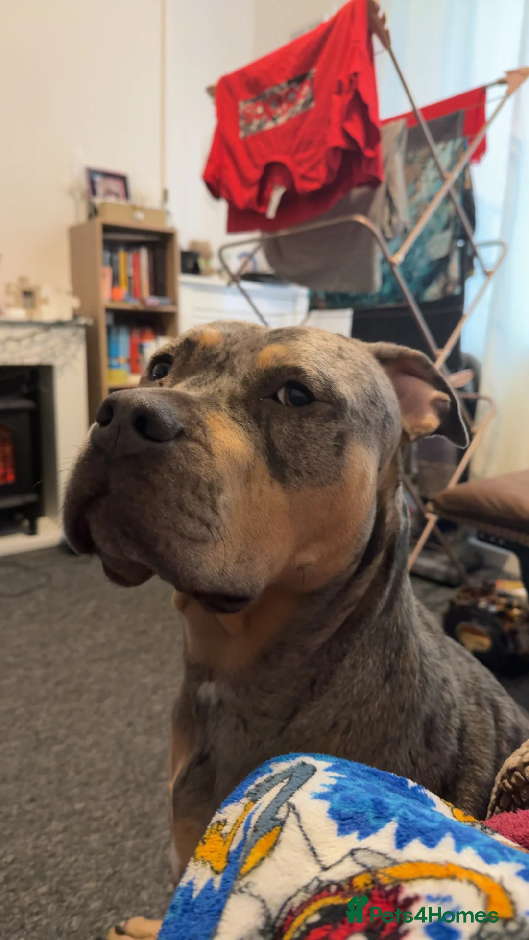 Mixed Breed dogs for sale: Bully type dog in Mountain Ash - Advert 1
