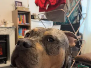 Mixed Breed dogs Bully type dog in Mountain Ash - Advert 1