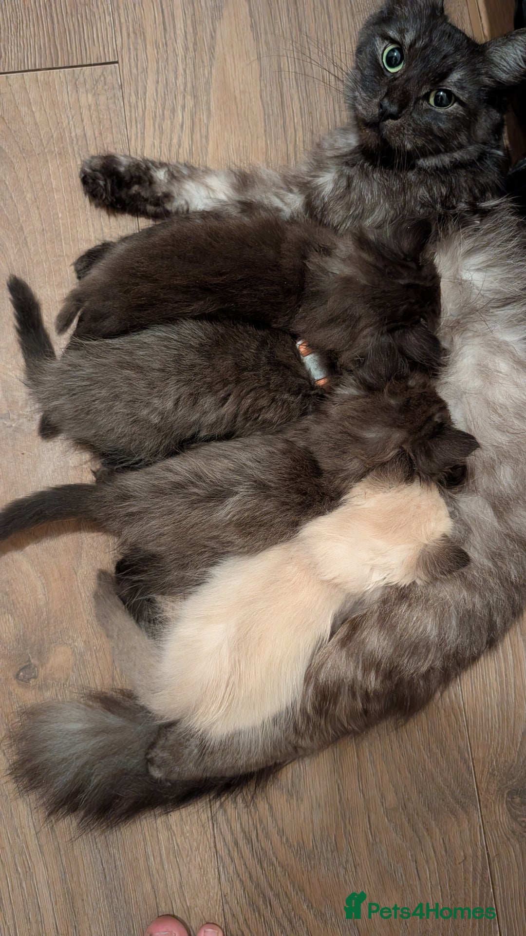 Ragdoll cats for sale: Ragdoll male last one left - Advert 7