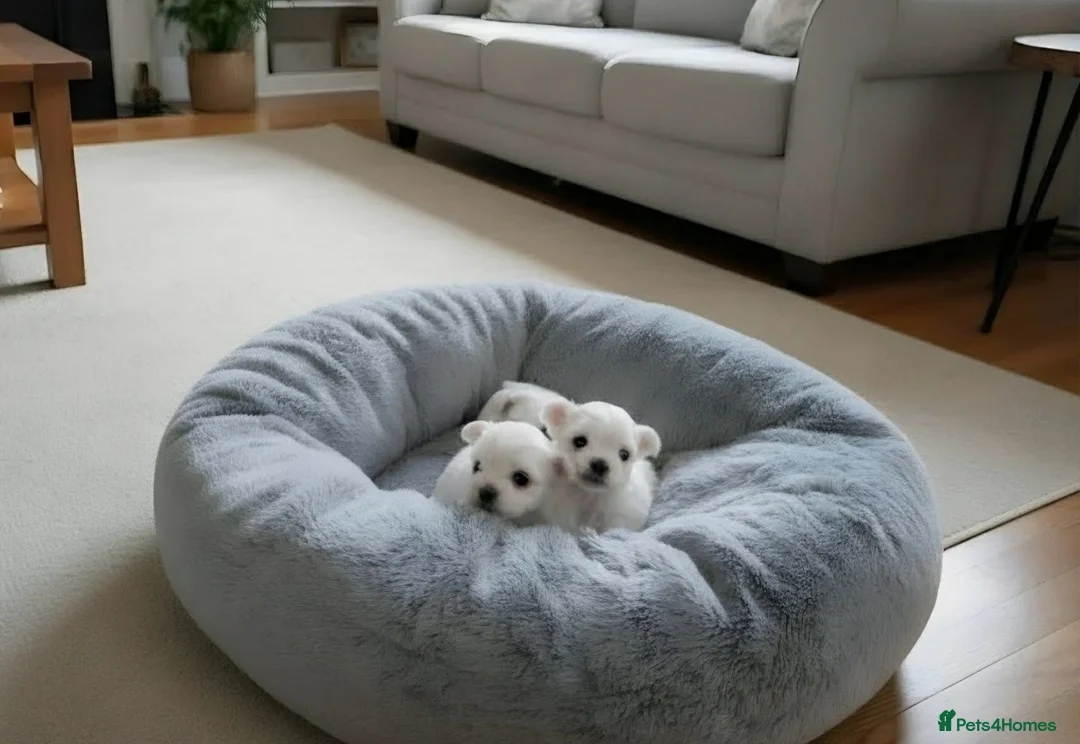 Maltese dogs for sale: Adorable Korean Matlese Puppies - Advert 1