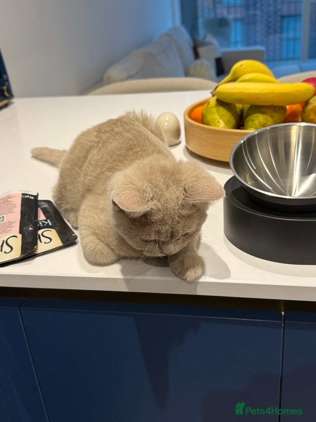 British Shorthair cats for sale: Beautiful British ShortHair Rare Fawn - Advert 7