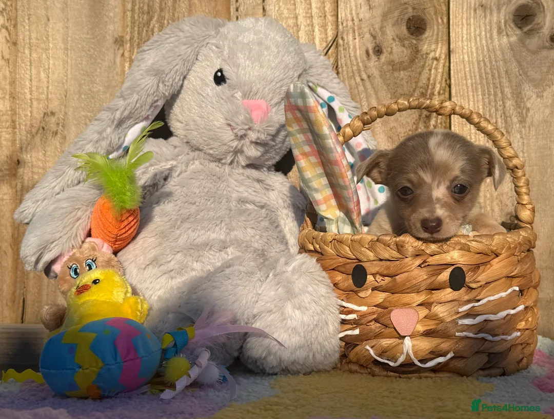 Jack Russell dogs for sale: Merle, blue and lilac Jack Russell pups  in Brecon - Advert 1