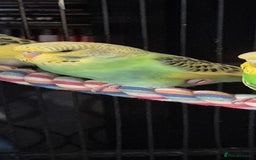 Budgerigars birds for sale: Budgies  - Image 11