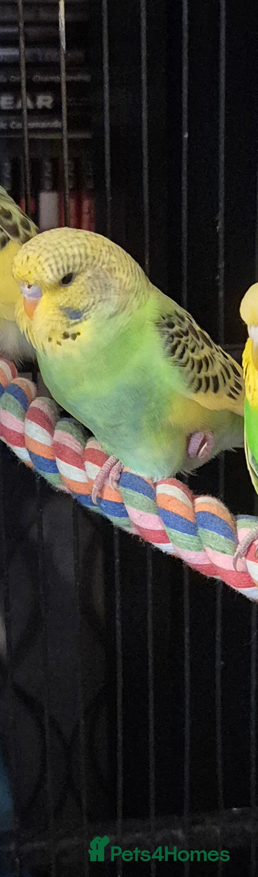 Budgerigars birds for sale: Budgies  - Image 11