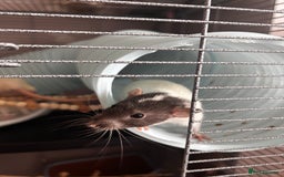 Rat rodents for sale: 3 female baby rats  - Image 3