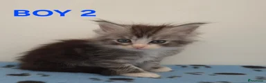 Ragcoon 2