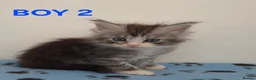 Ragcoon cats for sale: Beautiful ragcoons in Holsworthy - Advert 6