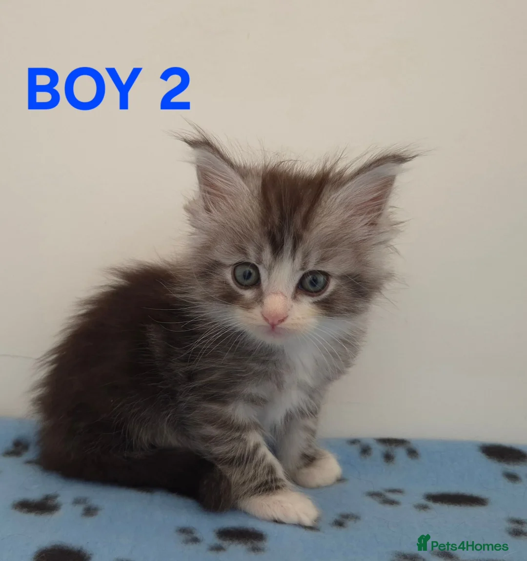 Ragcoon cats for sale: Beautiful ragcoons in Holsworthy - Advert 6