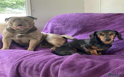 Mixed Breed dogs for sale: Dachabull (dachsund x olde English bulldog) - Image 2
