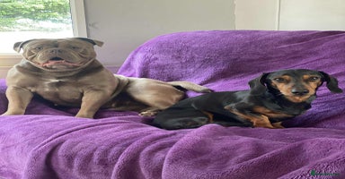 Mixed Breed dogs - Advert 9