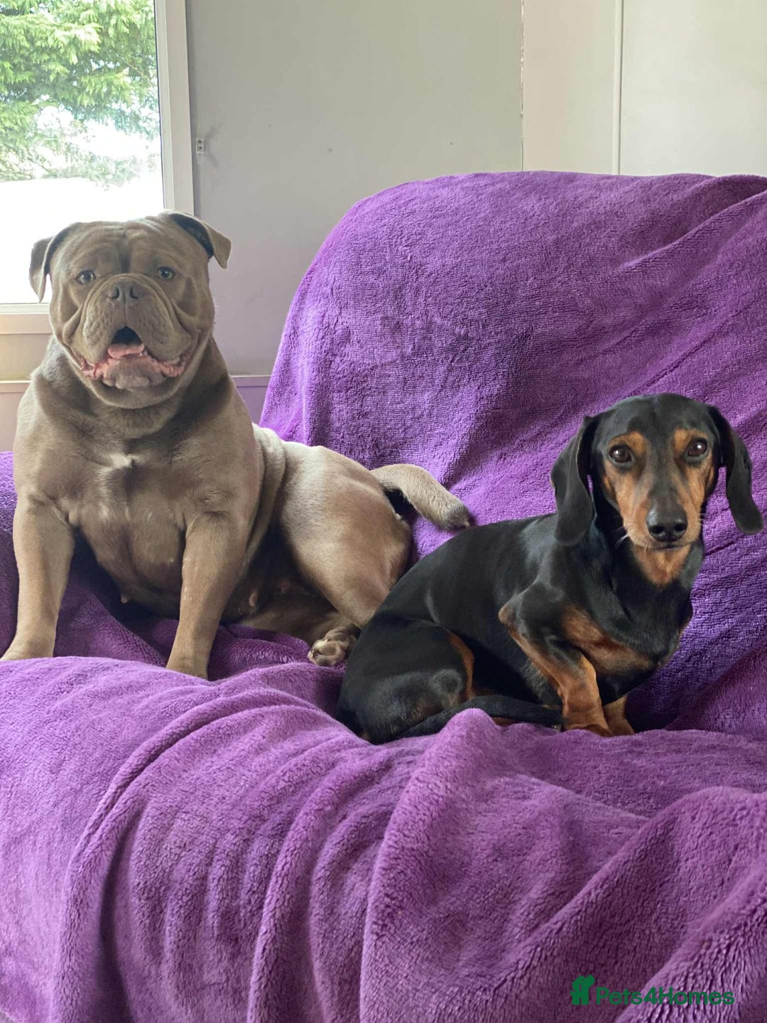 Mixed Breed dogs for sale: Dachabull (dachsund x olde English bulldog) - Image 2