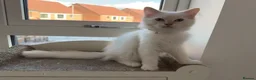 Ragdoll cats for sale: Pure Ragdolls ❤️ Vaccinated|Vet Checked|Chipped ✅ - Advert 8