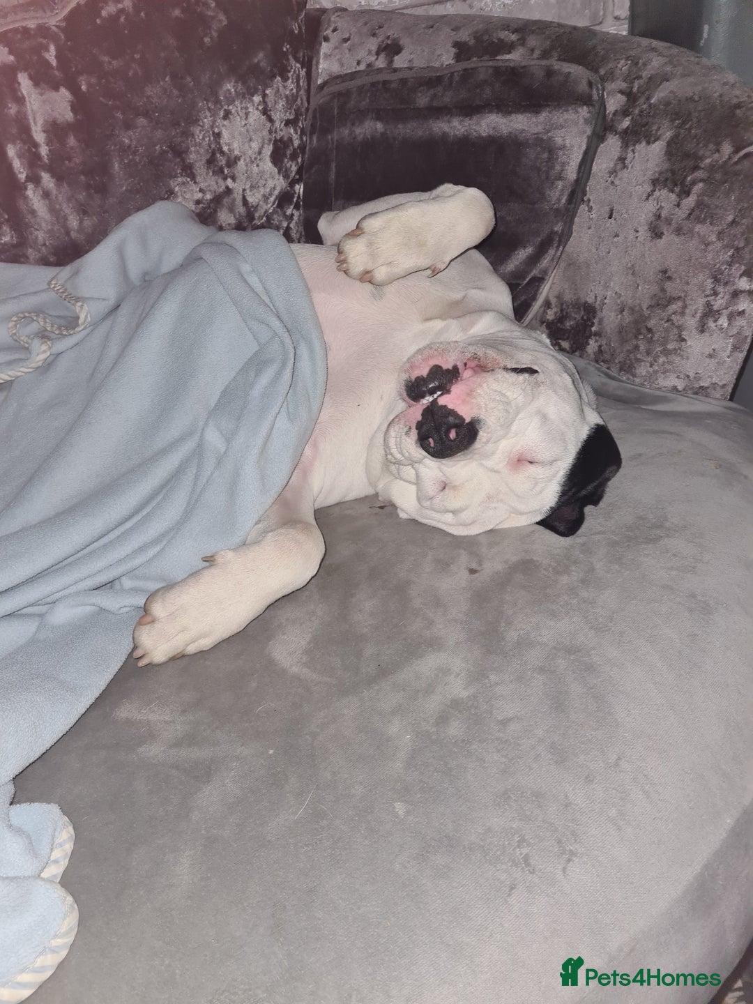 Alapaha Blue Blood Bulldog dogs for stud: Bitch looking for stud - Advert 14