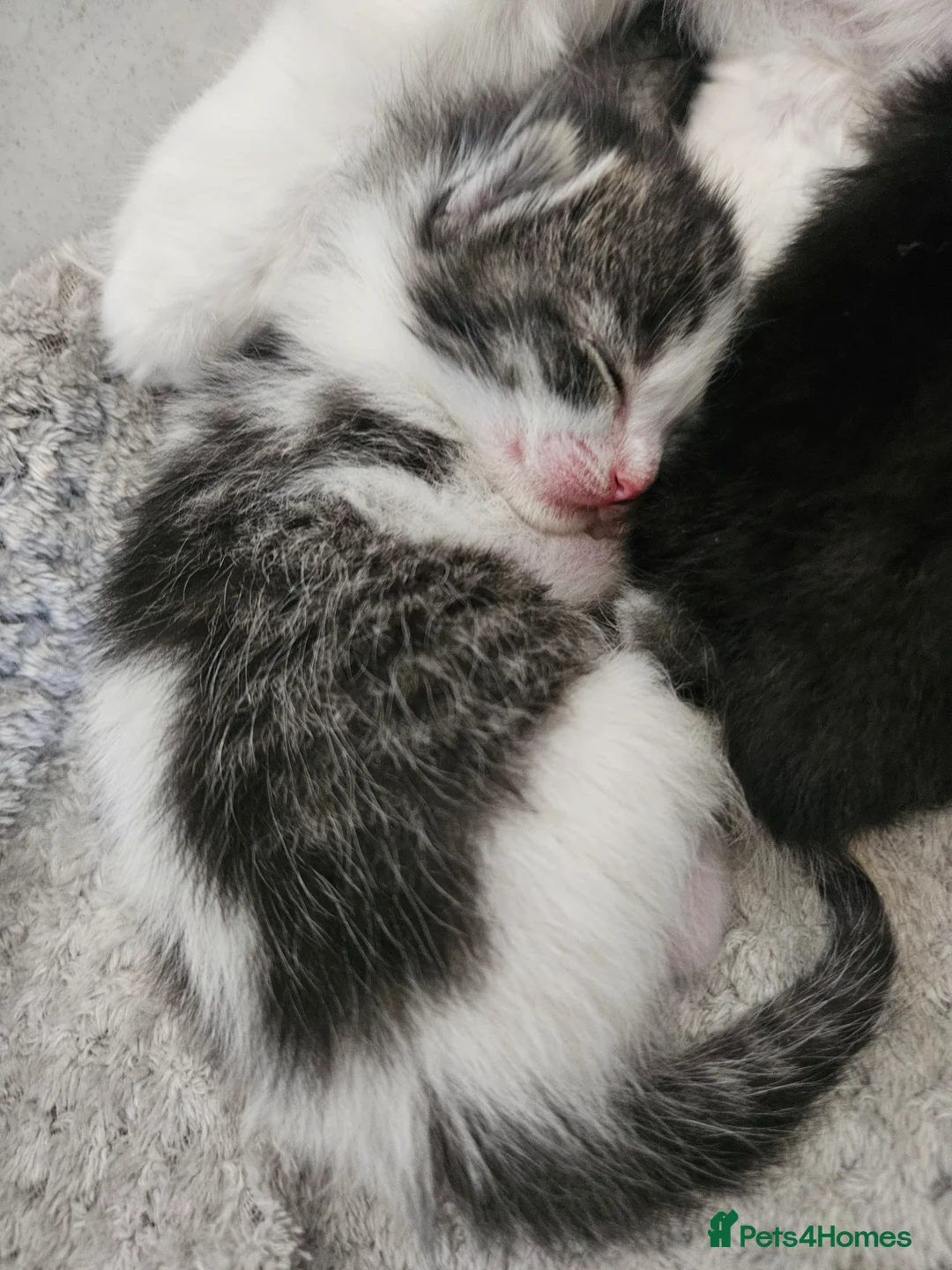 Mixed Breed cats for sale: 5 beautiful, friendly Ragdoll cross Kittens - Advert 8