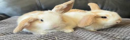 Mini Lop rabbits for sale: Baby mini lops  - Advert 5